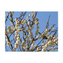 Fleurs japonaises d'oeil blanc et de prune : Japon