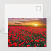 Carte Postale Fleurs | Jardin botanique Hollande (Devant / Derrière)