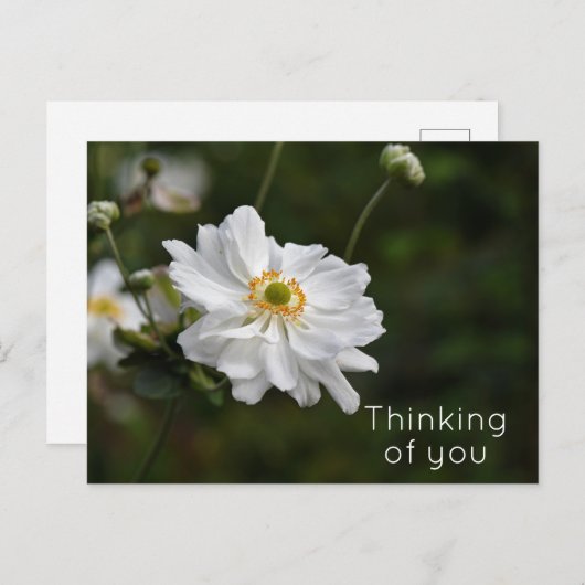 Carte Postale Fleurs Jardin d'anémones blanches pensant à vous (Devant / Derrière)