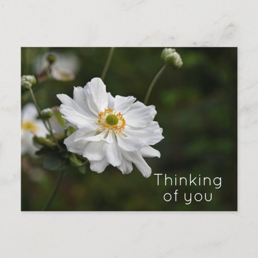 Carte Postale Fleurs Jardin d'anémones blanches pensant à vous (Devant)