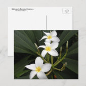 Carte Postale Fleurs - Jardins botaniques de Bellingrath (Devant / Derrière)