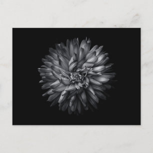 Carte Postale Fleurs jardins En Noir Et Blanc 20