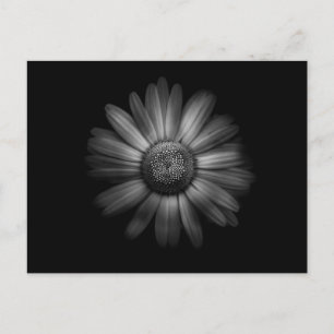 Carte Postale Fleurs jardins En Noir Et Blanc No 31