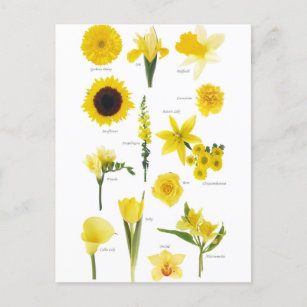 Carte Postale Fleurs jaune