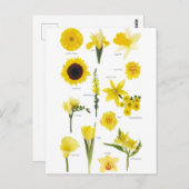 Carte Postale Fleurs jaune (Devant / Derrière)
