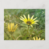 Carte Postale Fleurs jaunes (Devant)