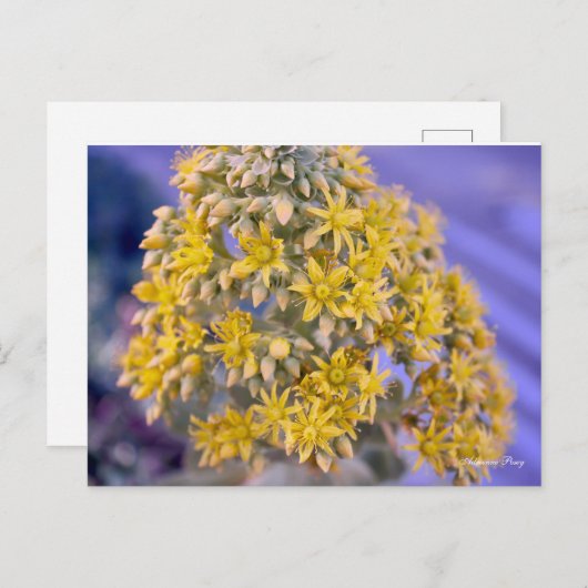 Carte postale Fleurs Jaunes (Devant / Derrière)