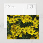 Carte Postale Fleurs jaunes (Devant / Derrière)