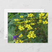 Carte Postale fleurs jaunes (Devant / Derrière)