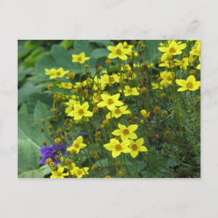 Carte Postale fleurs jaunes