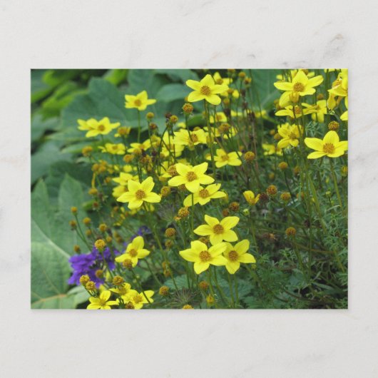 Carte Postale fleurs jaunes (Devant)