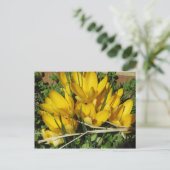 Carte Postale Fleurs jaunes (Debout devant)