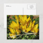 Carte Postale Fleurs jaunes (Devant / Derrière)