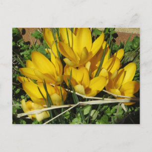 Carte Postale Fleurs jaunes