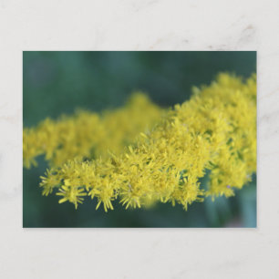 Carte Postale Fleurs Jaunes #13