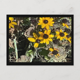 Carte postale Fleurs Jaunes avec bordure noire