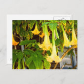 Carte Postale fleurs jaunes "bell" l (Devant / Derrière)