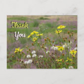 Carte postale Fleurs jaunes blanches de la lande M (Devant)