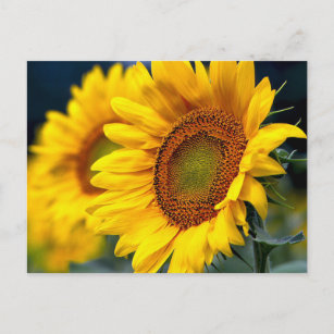 Carte Postale Fleurs Jaunes Florales - Bonjour, En Pensant À Vou