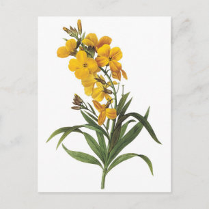 Carte Postale Fleurs jaunes, Pierre Joseph Redouté