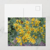 Carte Postale Fleurs Jaunes Sauvages Photo (Devant / Derrière)