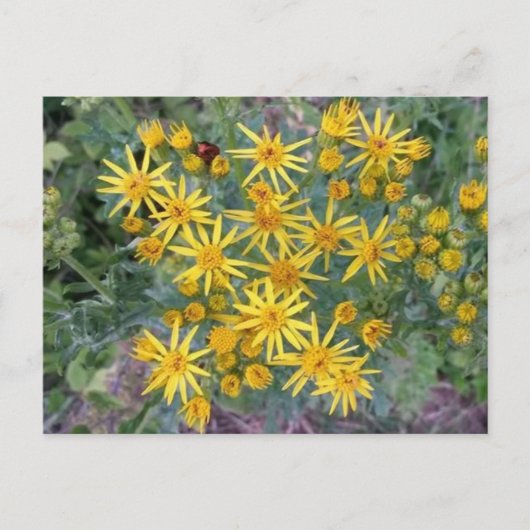 Carte Postale Fleurs Jaunes Sauvages Photo (Devant)