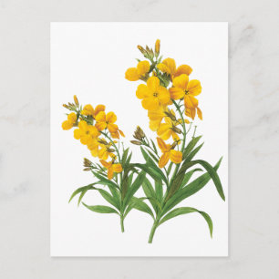 Carte Postale Fleurs jaunes vintages illustration botanique