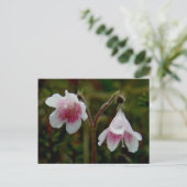 Carte Postale Fleurs jumelles, île Unalaska (Debout devant)
