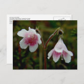 Carte Postale Fleurs jumelles, île Unalaska (Devant / Derrière)