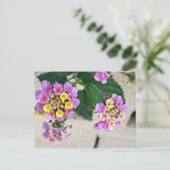Carte postale Fleurs Lantana (Debout devant)