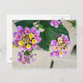 Carte postale Fleurs Lantana (Devant / Derrière)
