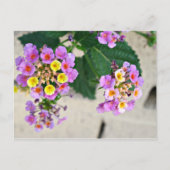 Carte postale Fleurs Lantana (Devant)