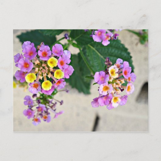 Carte postale Fleurs Lantana (Devant)