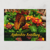Carte Postale Fleurs Lantana de papillon Fritillaire Photographi (Devant)