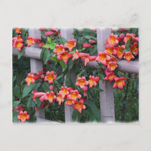 Carte Postale Fleurs le long de la clôture