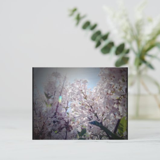Carte Postale Fleurs Lilac (Debout devant)