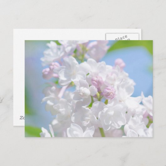 Carte Postale Fleurs Lilac (Devant / Derrière)