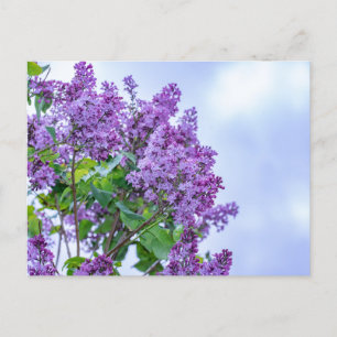 Carte Postale Fleurs Lilac Violet Vibrantes