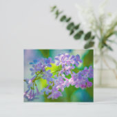 Carte Postale Fleurs Lilac Violettes (Debout devant)