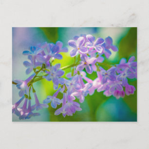 Carte Postale Fleurs Lilac Violettes