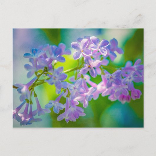 Carte Postale Fleurs Lilac Violettes (Devant)