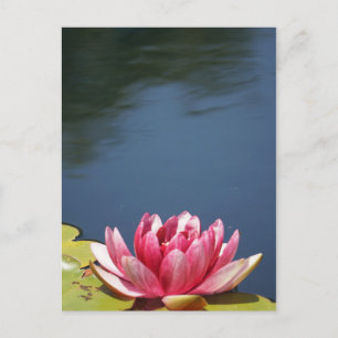 Carte Postale Fleurs Lilly Pond