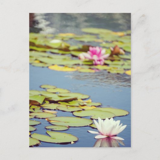 Carte Postale Fleurs Lilly Pond (Devant)