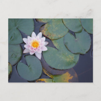 Carte Postale Fleurs Lotus