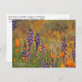 Carte Postale Fleurs Lupines Du Désert Bleu Et Pépites Oranges (Devant / Derrière)