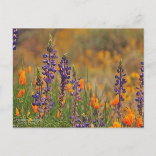 Carte Postale Fleurs Lupines Du Désert Bleu Et Pépites Oranges (Devant)