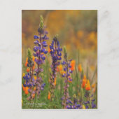 Carte Postale Fleurs Lupines Du Désert Bleu Et Pépites Oranges (Devant)