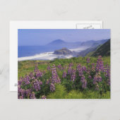 Carte Postale Fleurs lupines et littoral accidenté le long (Devant / Derrière)