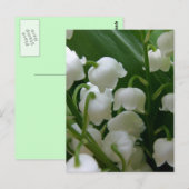 Carte Postale Fleurs Lys Blancs Fleurs Paix Aimer Destiny (Devant / Derrière)