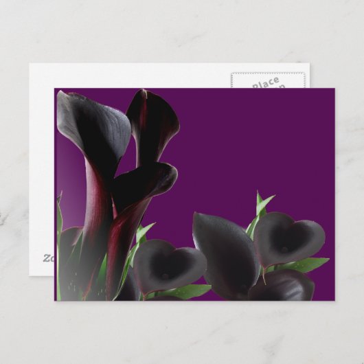 Carte Postale Fleurs Lys Calla Noire (Devant / Derrière)